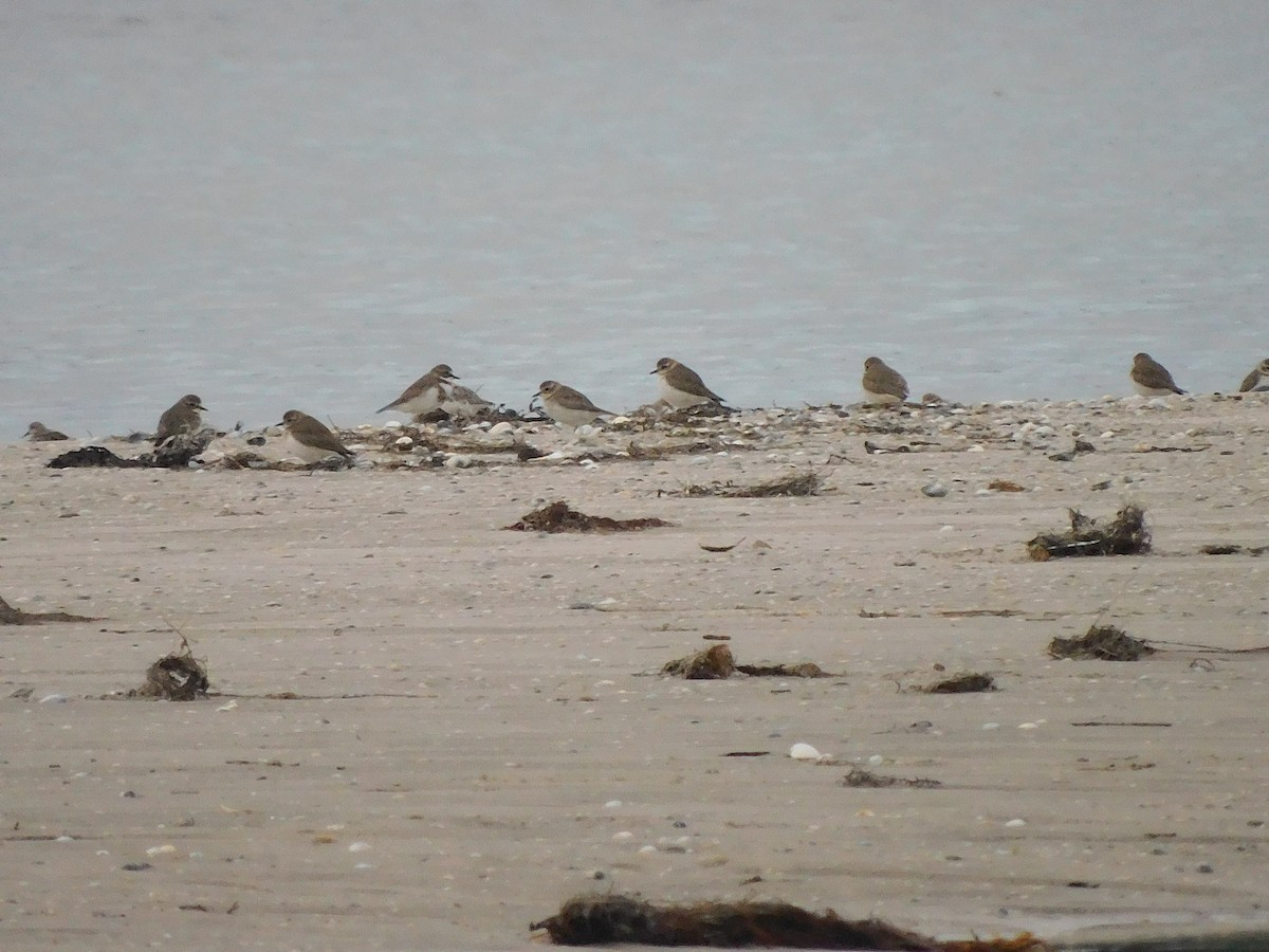 Double-banded Plover - ML351077871