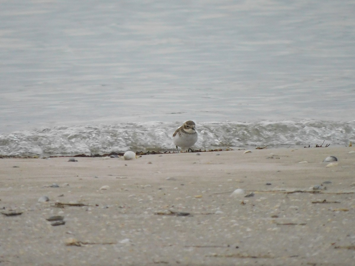 Double-banded Plover - ML351077911