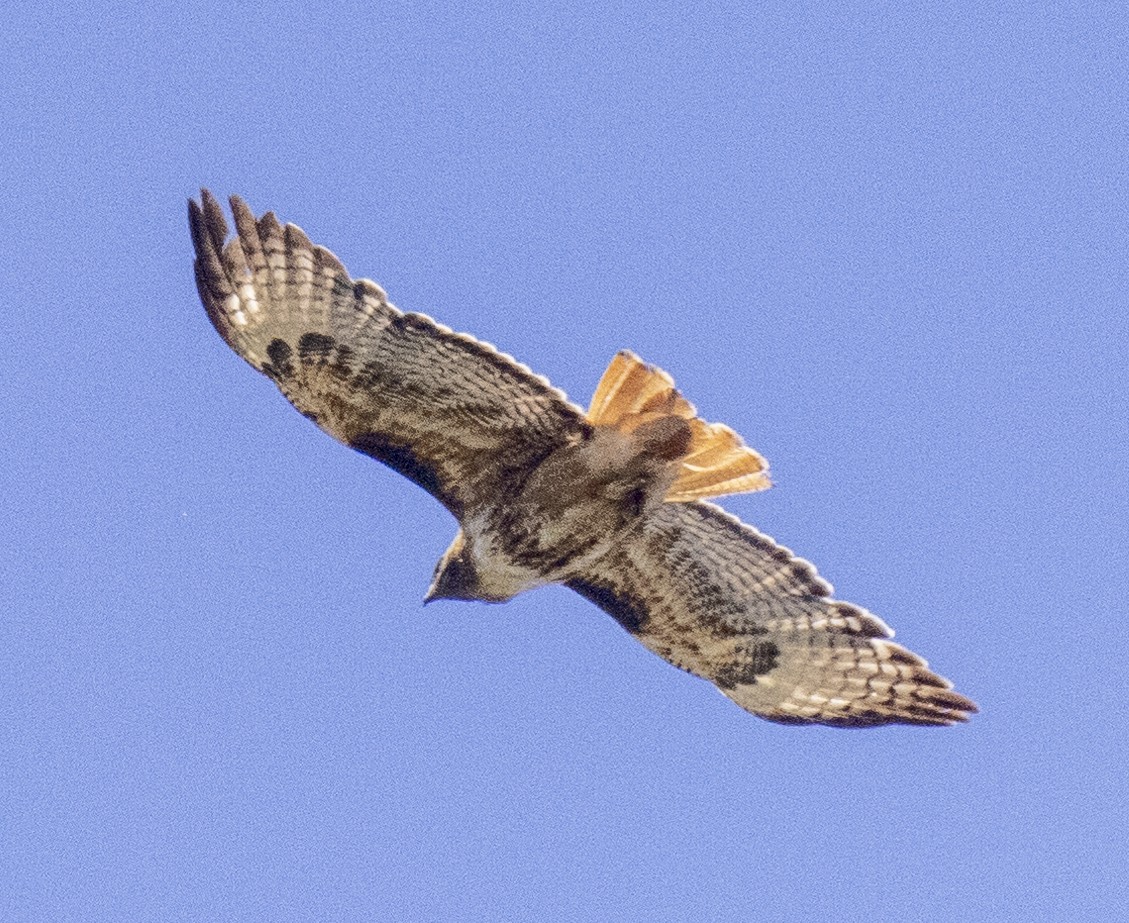 Red-tailed Hawk - ML351078061