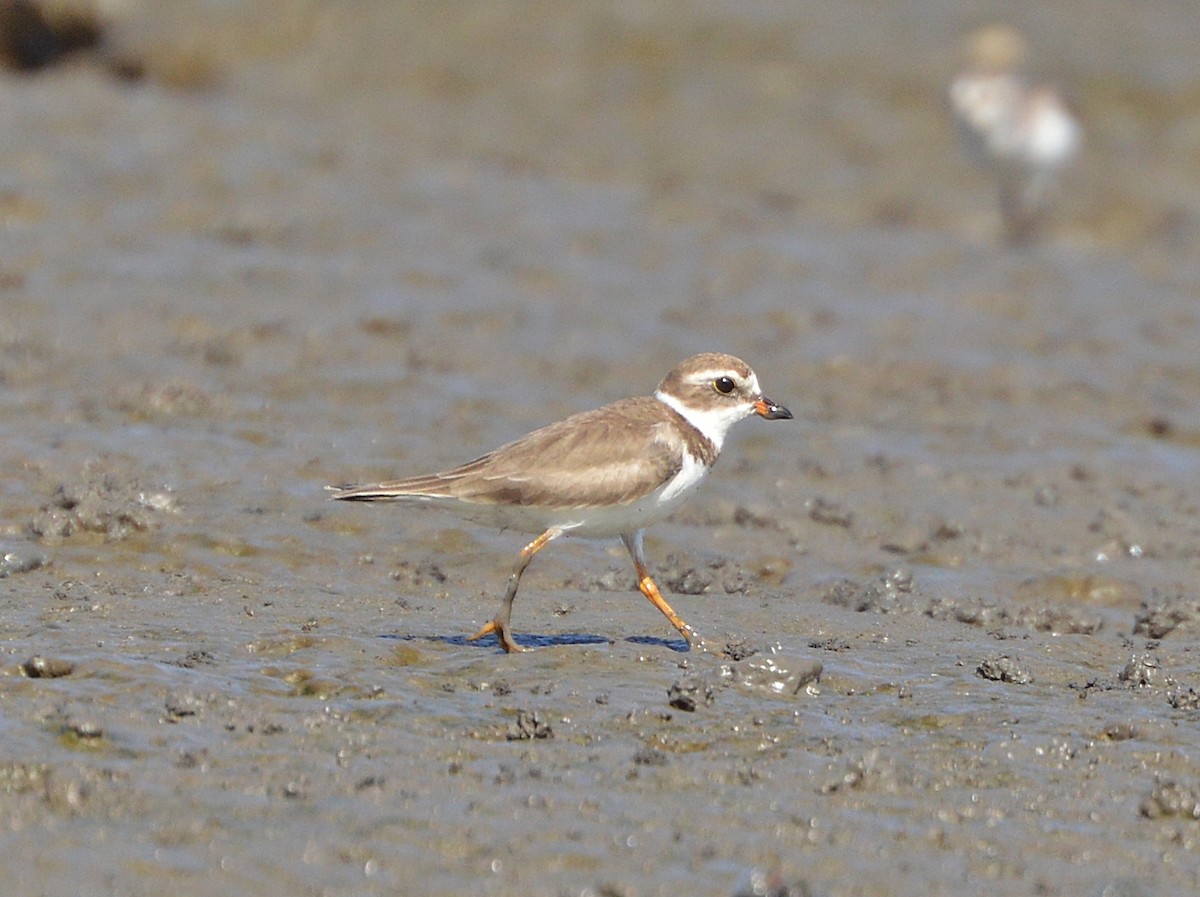 Semipalmated Plover - ML35107831