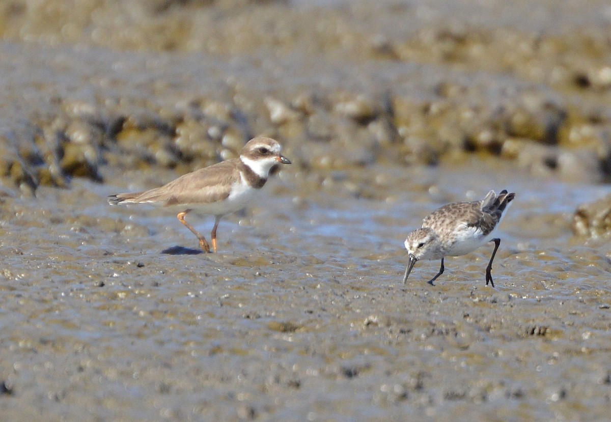 Semipalmated Plover - ML35107841