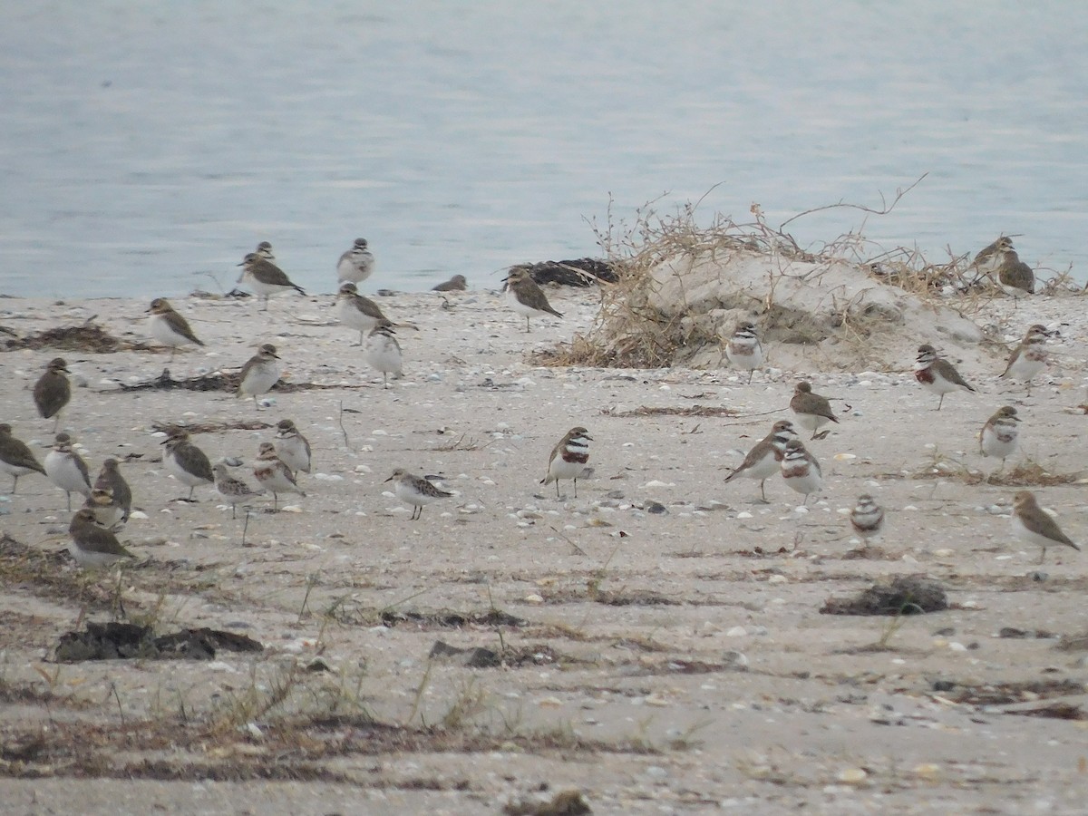 Double-banded Plover - ML351078591