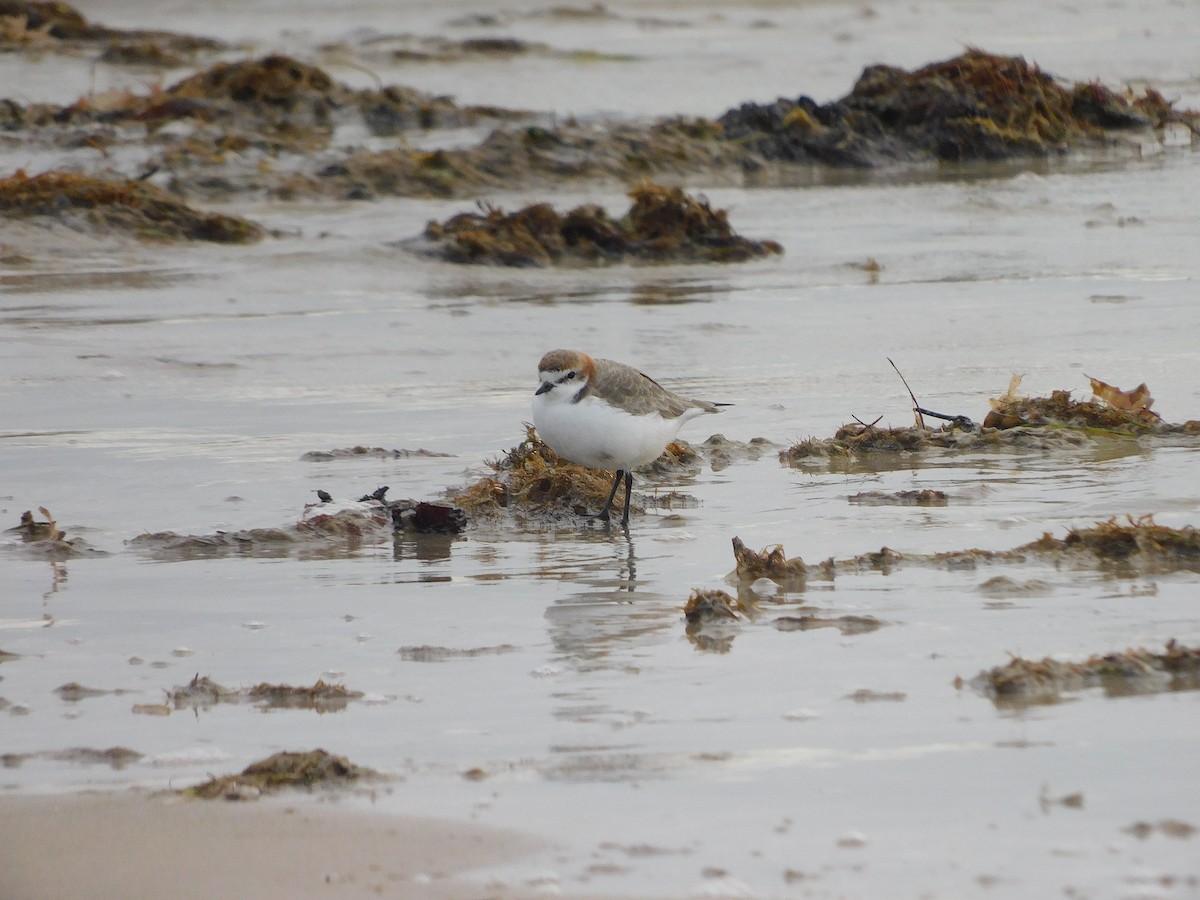Red-capped Plover - ML351079201