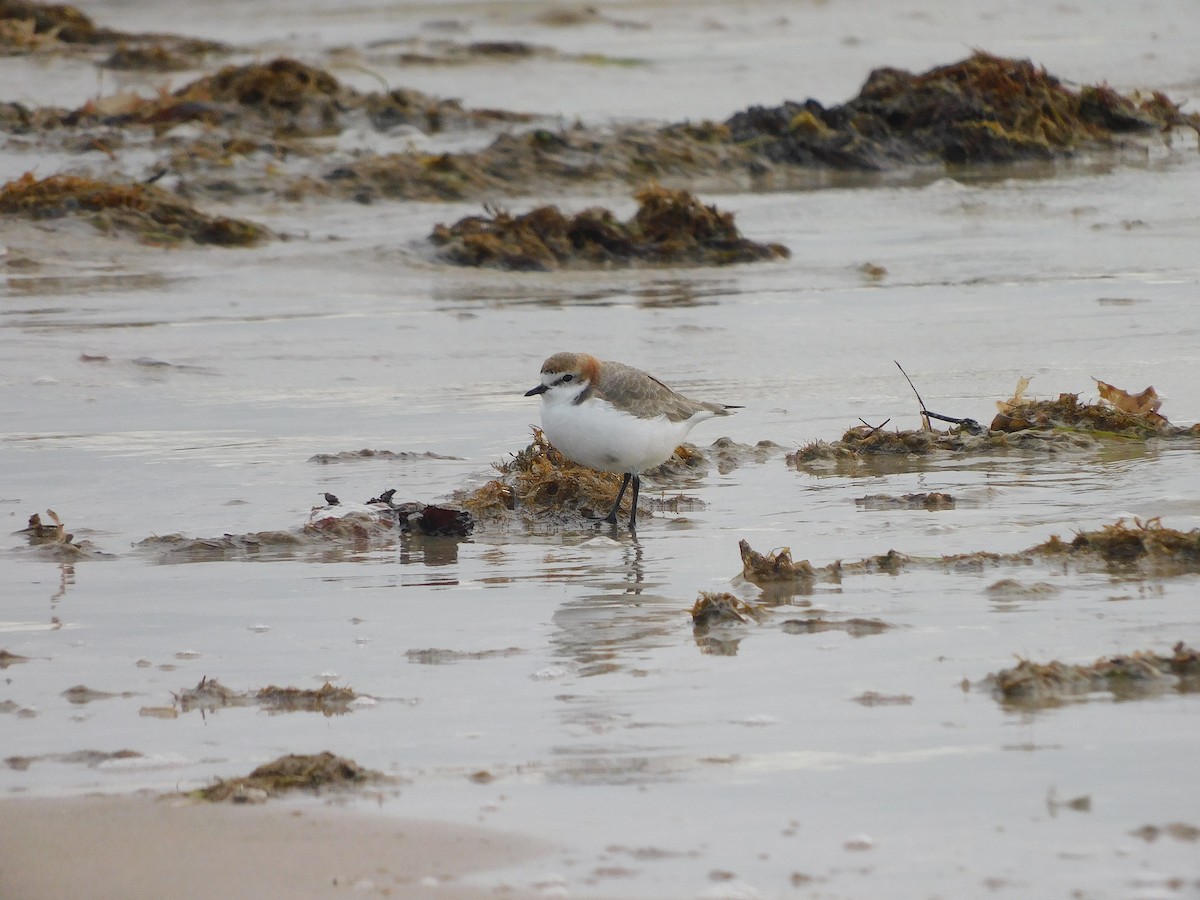 Red-capped Plover - ML351079271