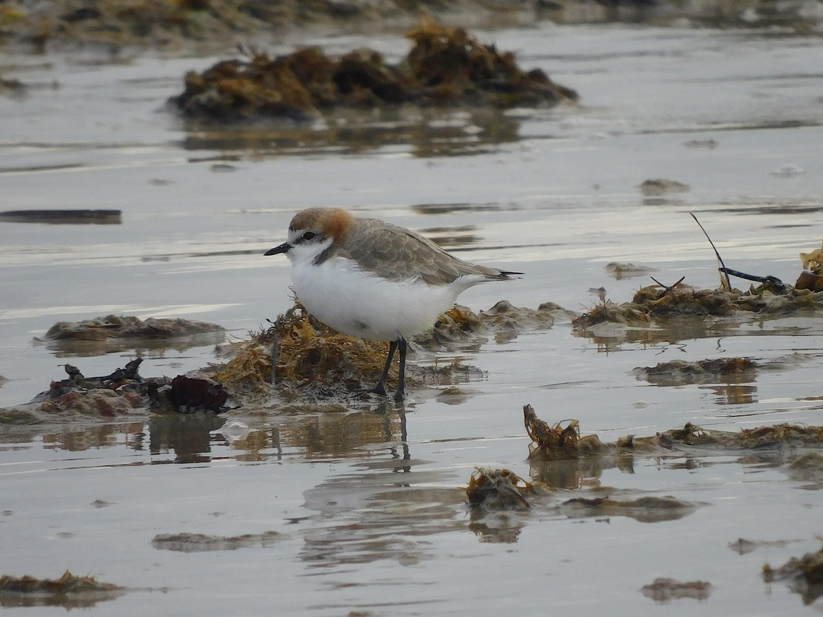 Red-capped Plover - ML351079301
