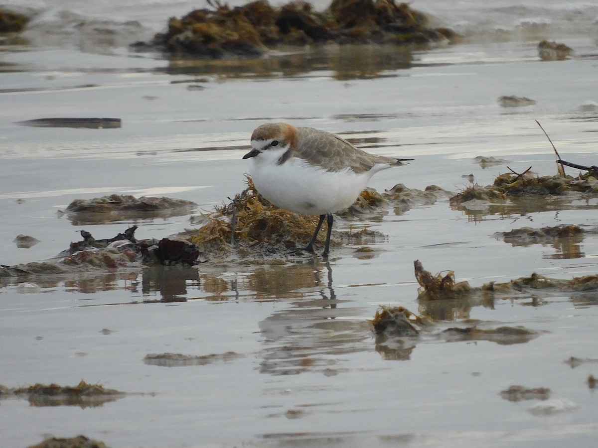 Red-capped Plover - ML351079311