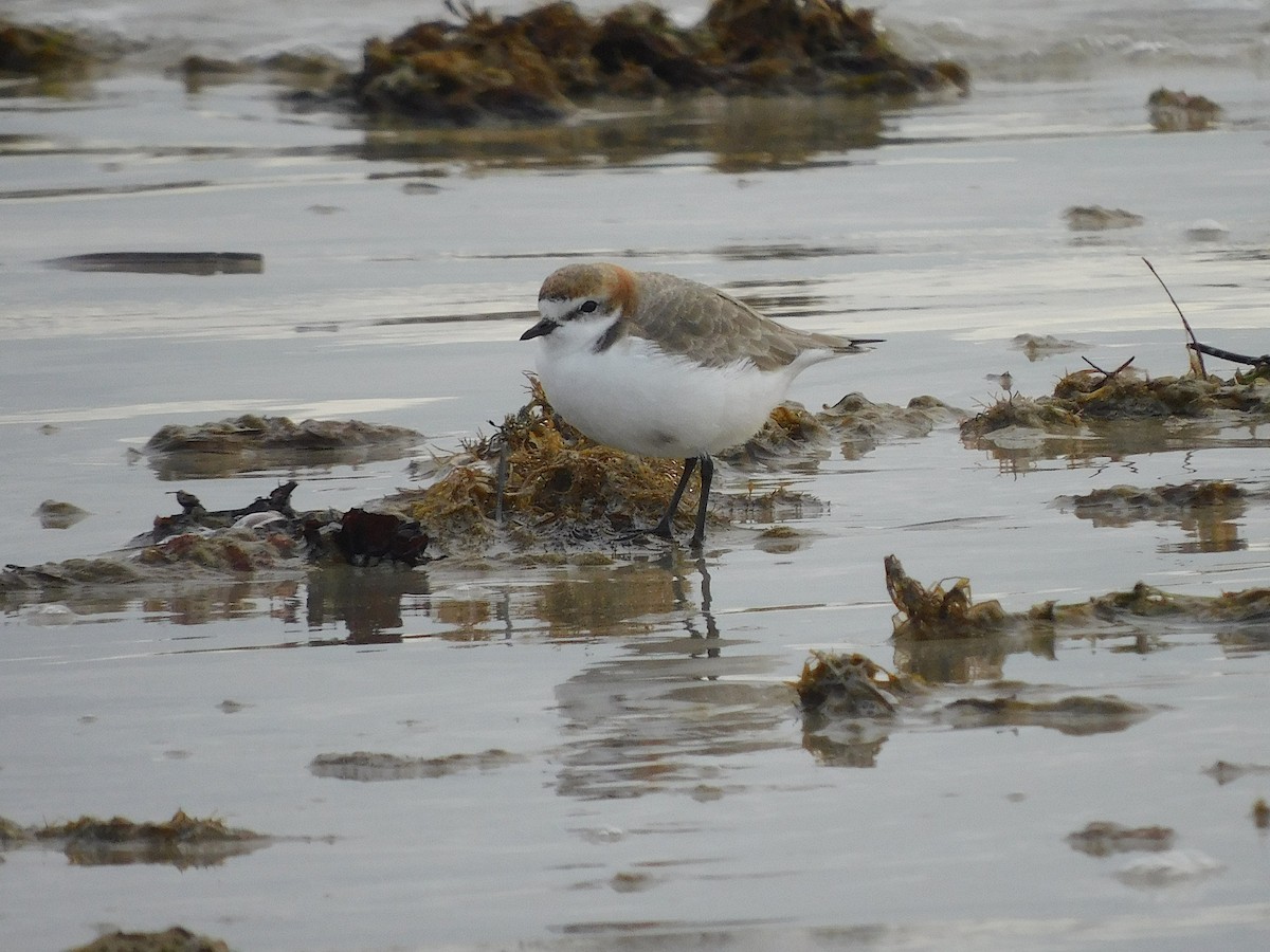 Red-capped Plover - ML351079331