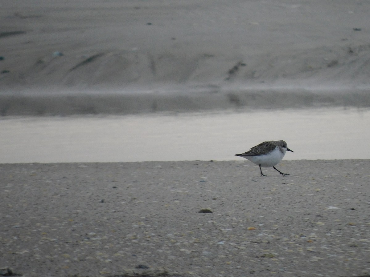 Red-necked Stint - George Vaughan