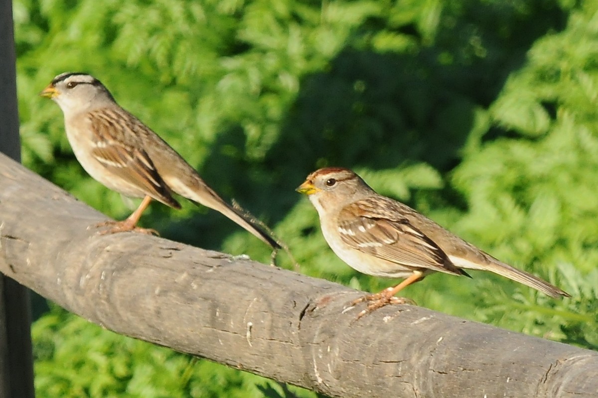 White-crowned Sparrow - ML35108671