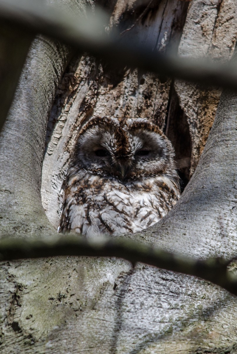 Tawny Owl - ML35108991