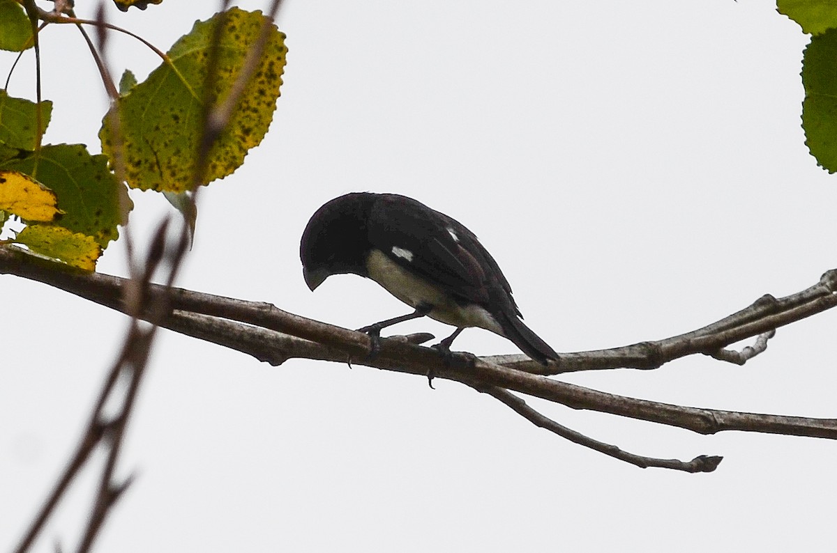 Black-and-white Seedeater - ML35109151