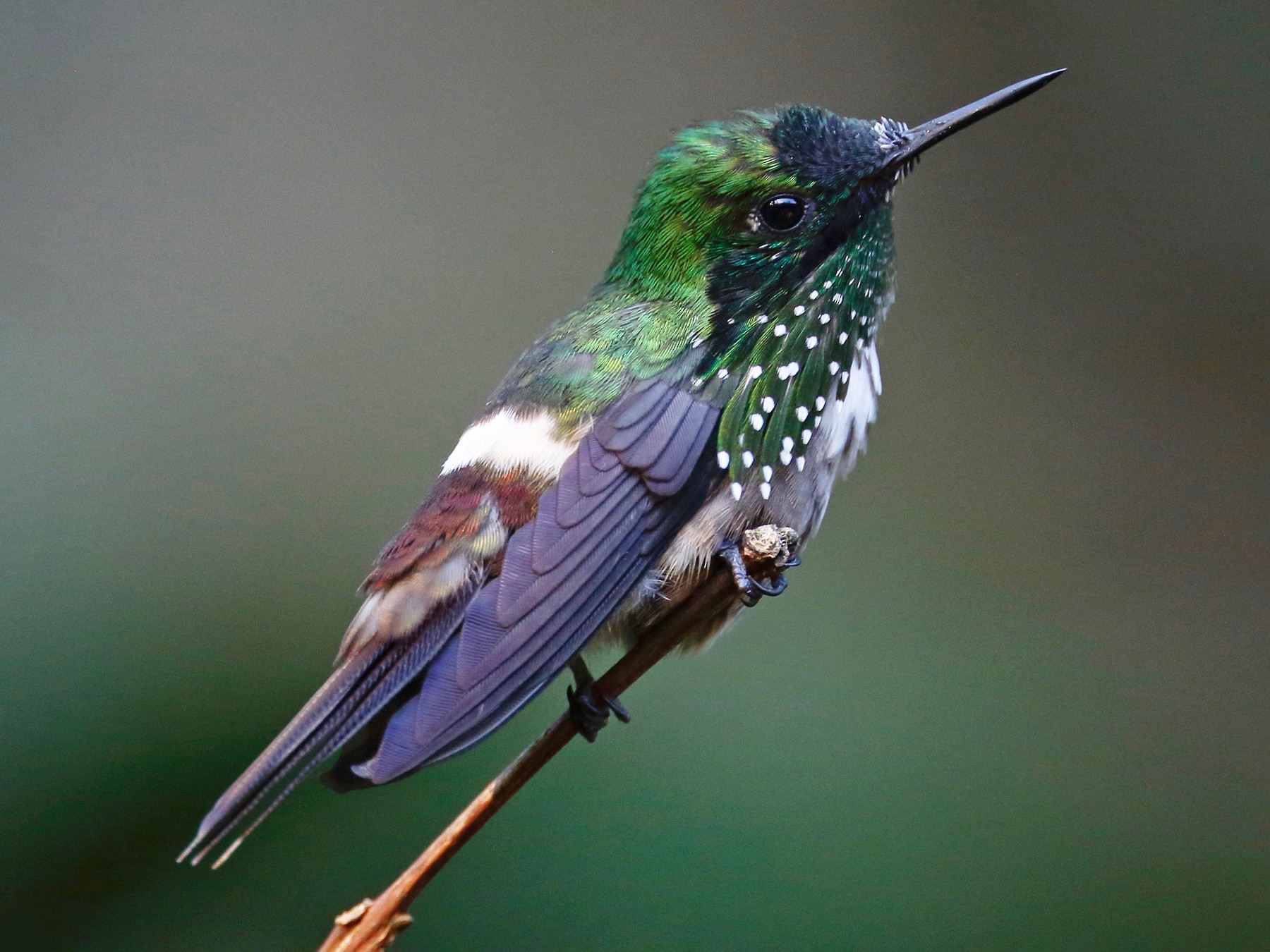 ミドリカザリハチドリ Ebird