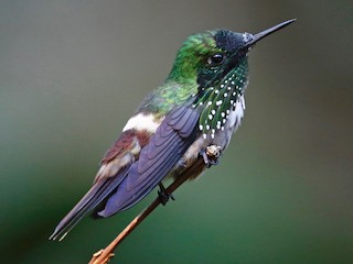 ミドリカザリハチドリ - eBird