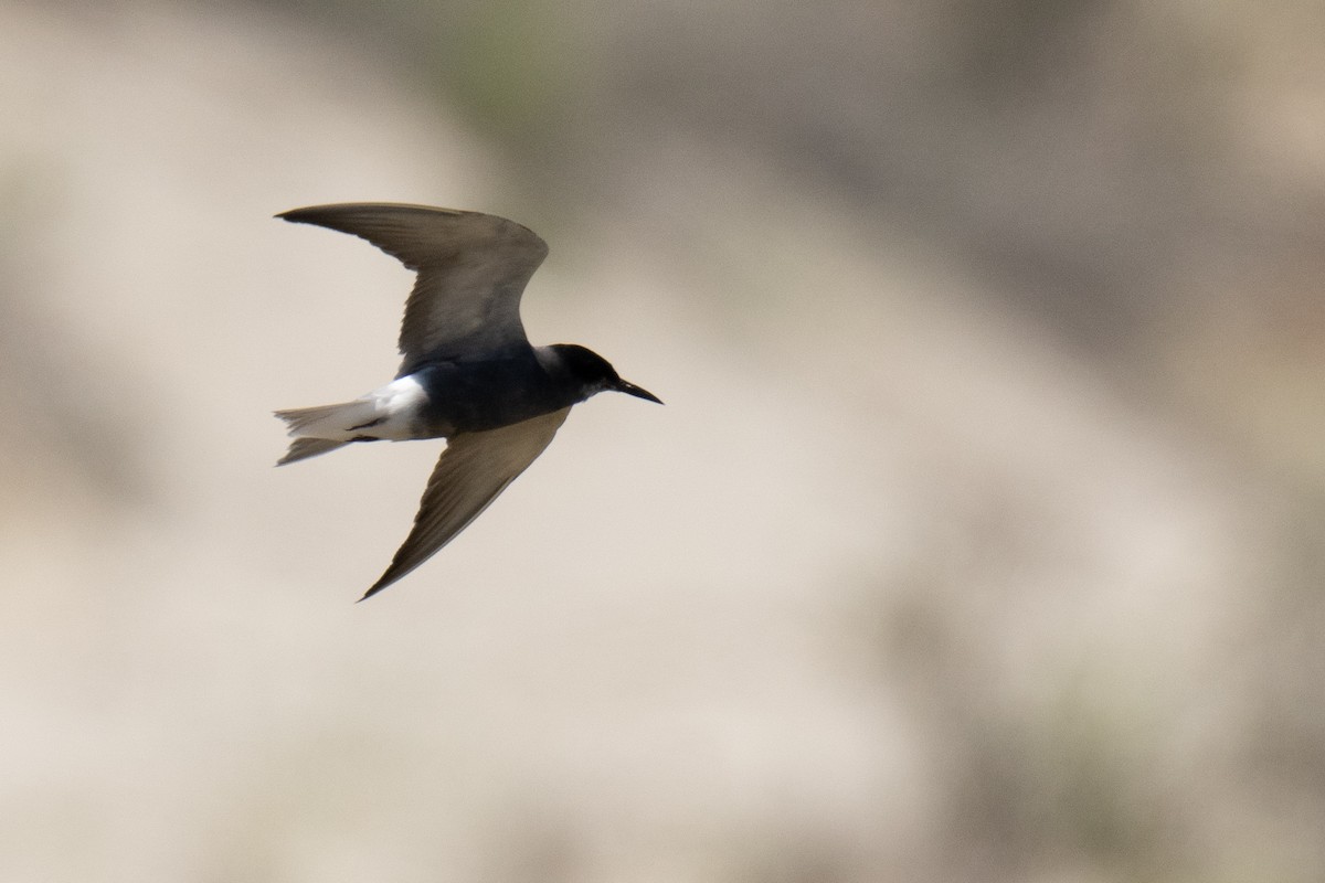 Black Tern (Eurasian) - Vincent Wang