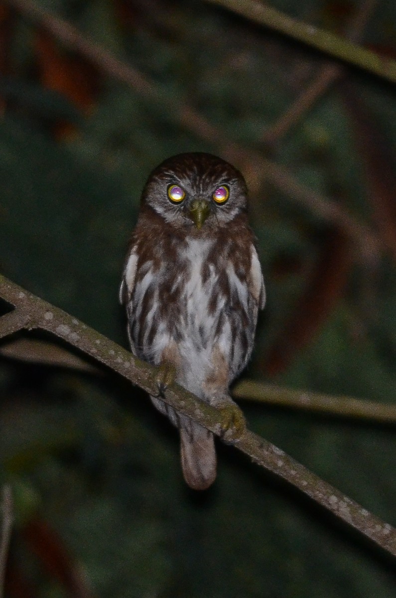 Peruvian Pygmy-Owl - Nikolaj Mølgaard Thomsen