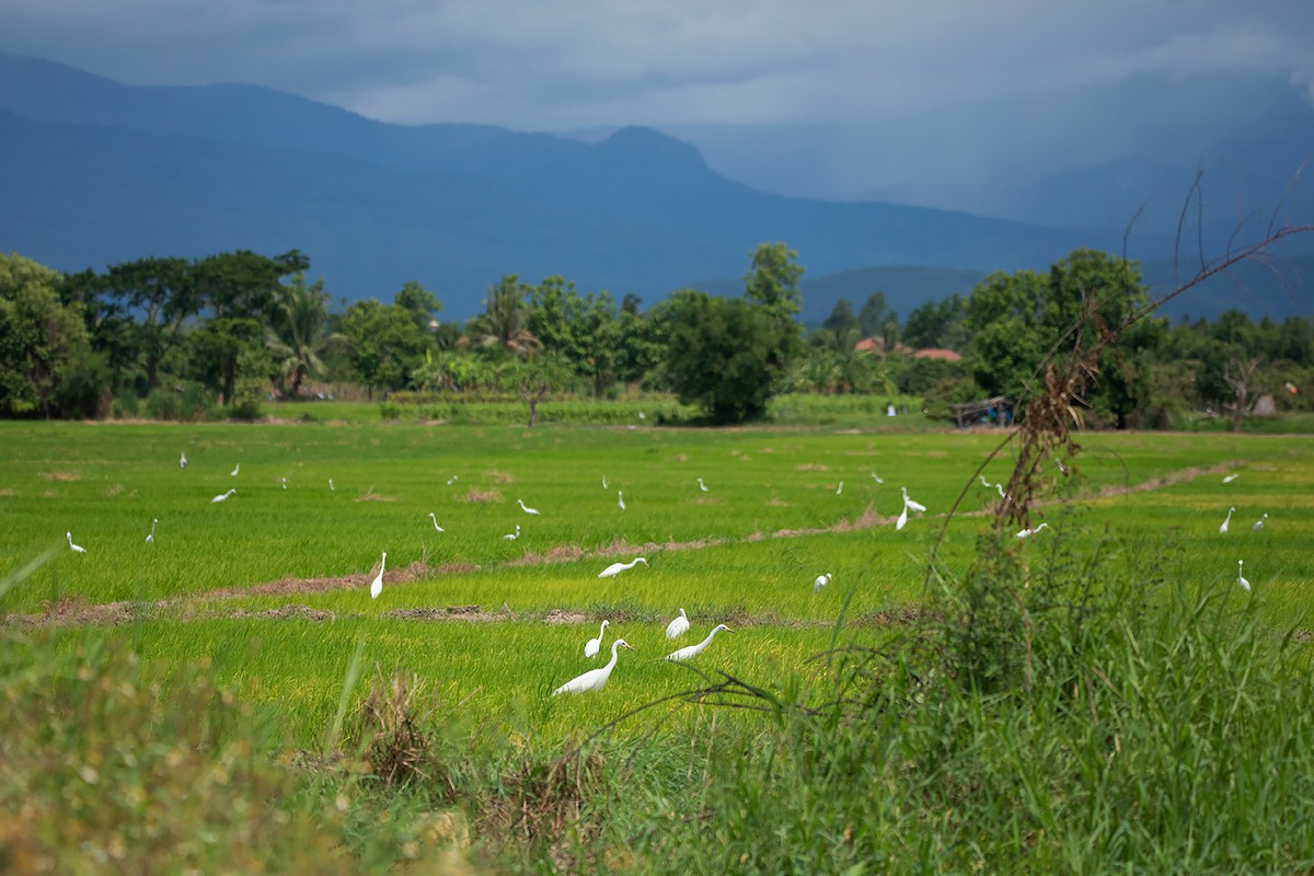 Medium Egret - Ayuwat Jearwattanakanok