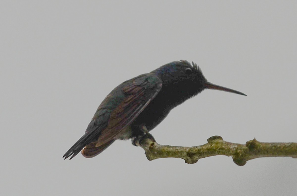 Violet-bellied Hummingbird - Nikolaj Mølgaard Thomsen