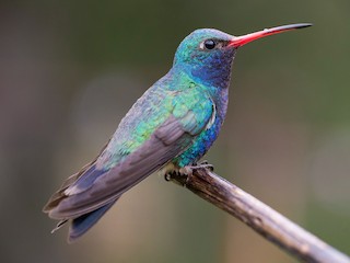 アカハシハチドリ - eBird