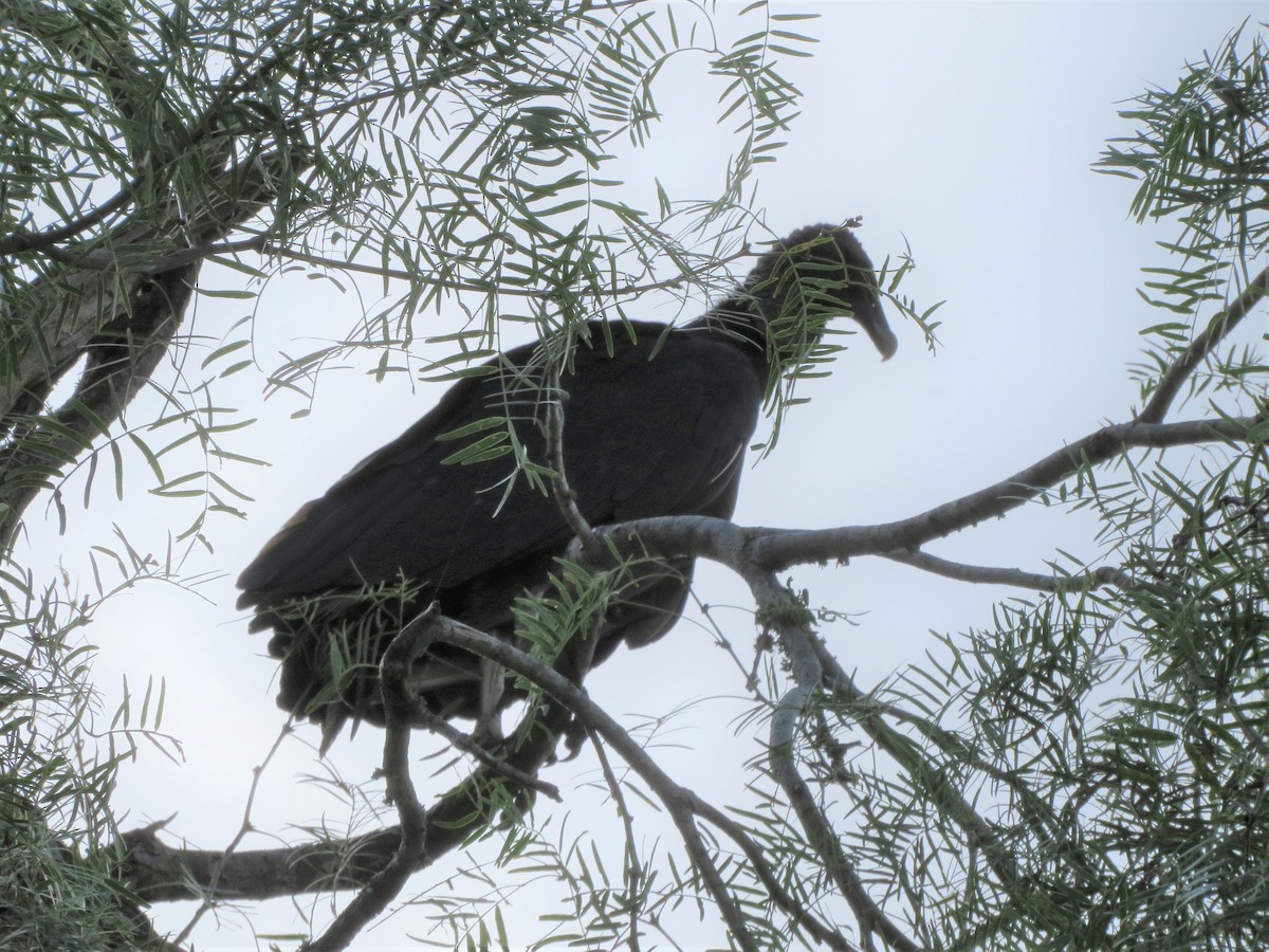 Black Vulture - Alicia Cavazos
