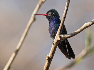 - Turquoise-crowned Hummingbird