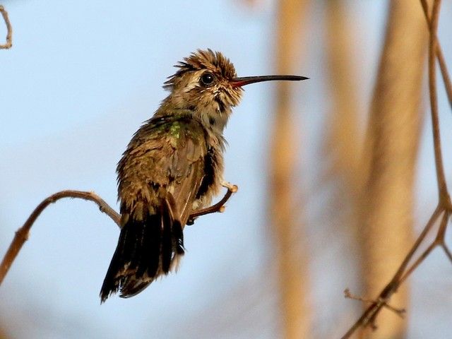 Photos - Turquoise-crowned Hummingbird - Cynanthus doubledayi - Birds ...