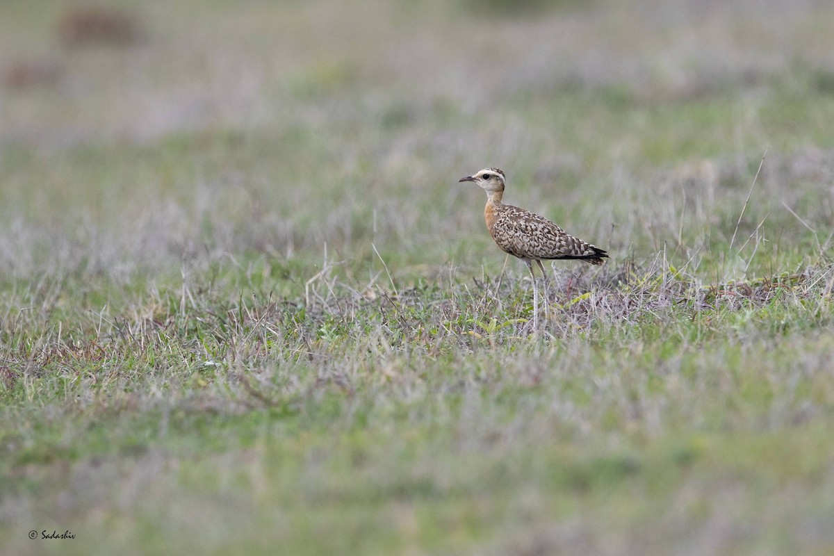 Indian Courser - ML351099501