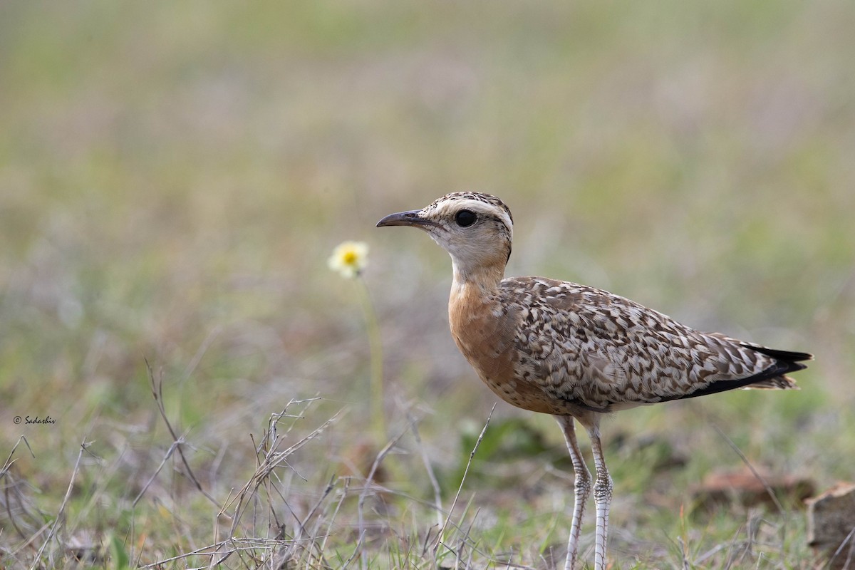 Indian Courser - ML351099521