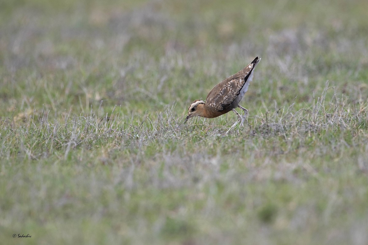 Indian Courser - ML351099551