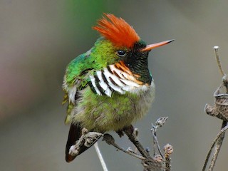  - Frilled Coquette