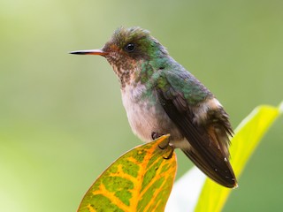  - Frilled Coquette