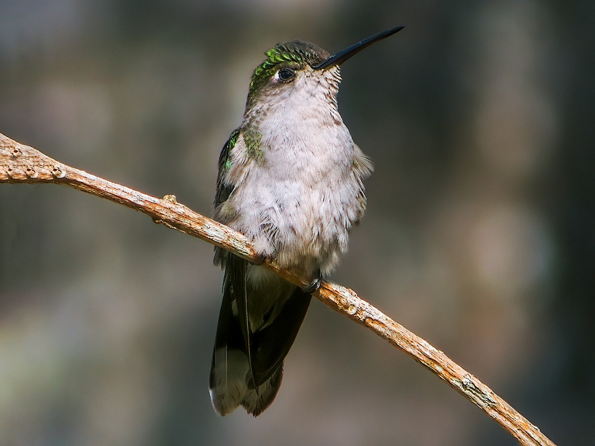 Diamantina Sabrewing - Campylopterus diamantinensis - Birds of the World