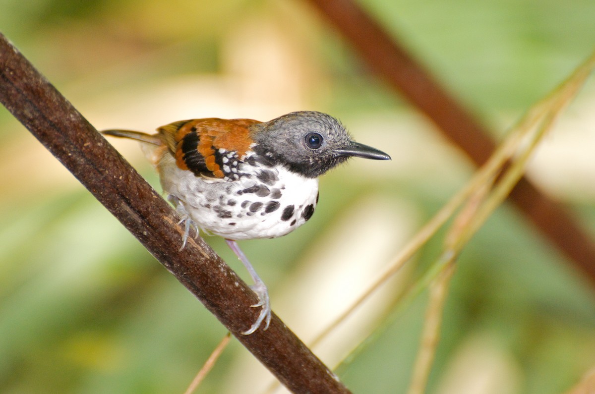Spotted Antbird - ML35110401
