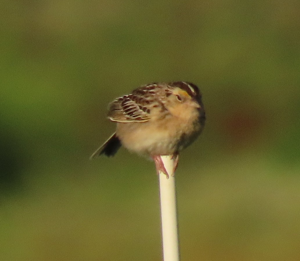 Grasshopper Sparrow - ML351108131