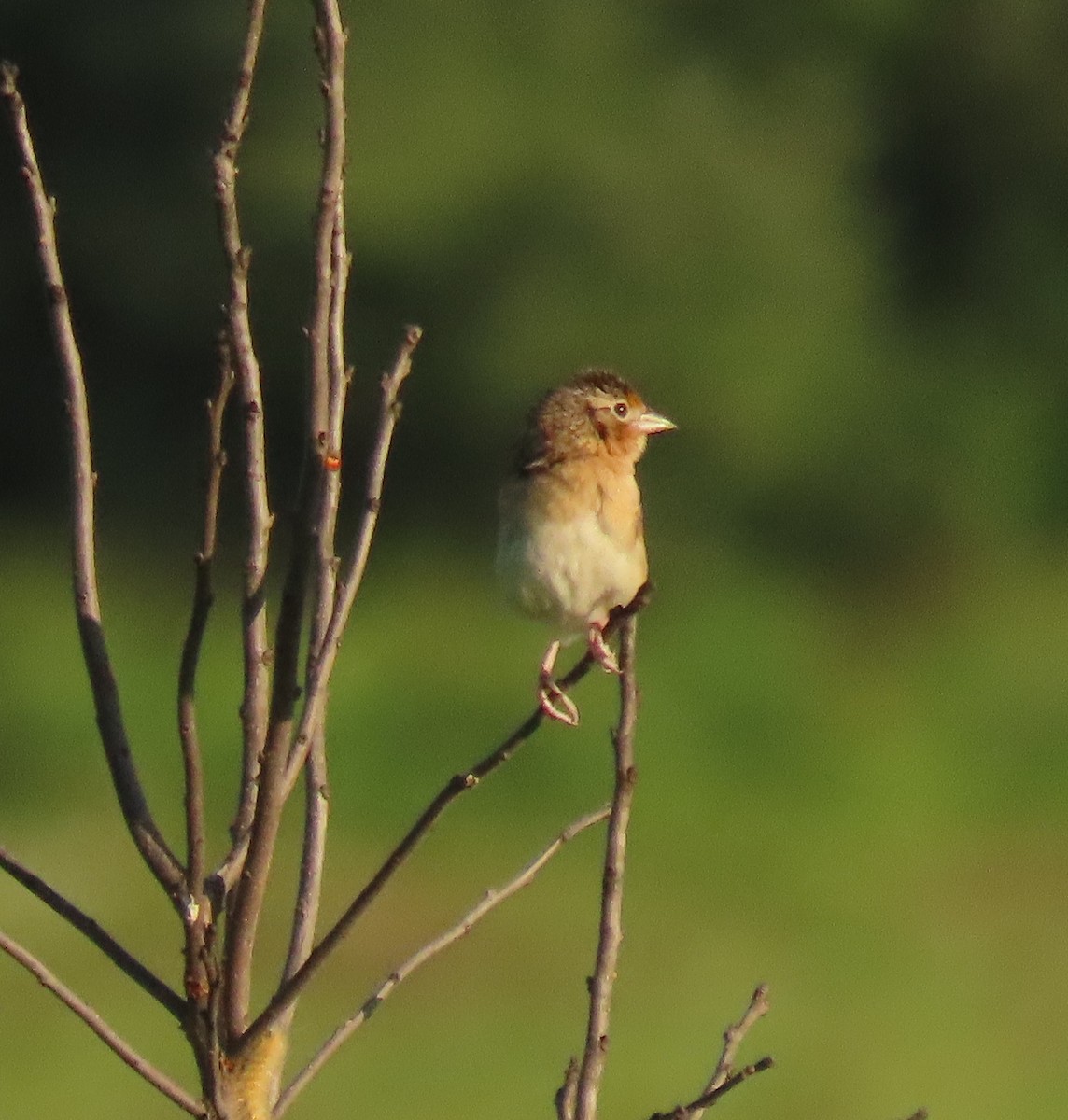 Grasshopper Sparrow - stephen johnson  🦜