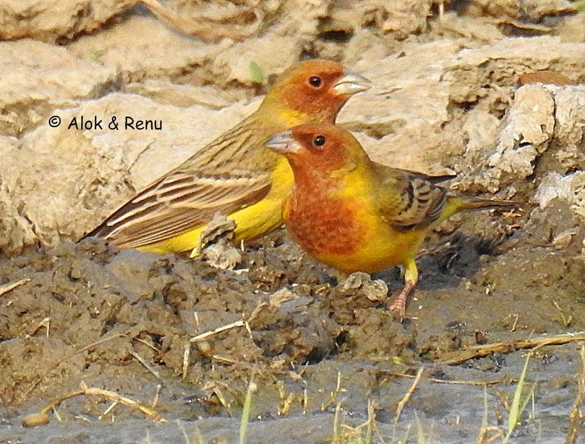 Red-headed Bunting - ML351111861