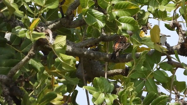 Kenya Rufous Sparrow - ML351114931