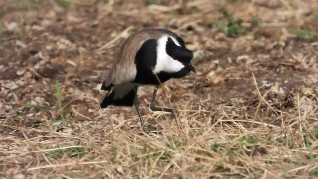 Spur-winged Lapwing - ML351116091
