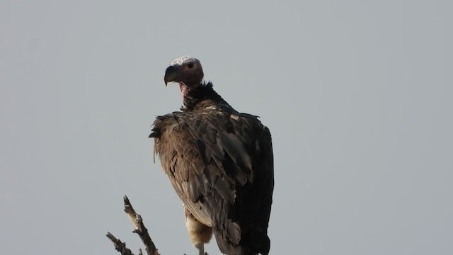 Lappet-faced Vulture - ML351116411
