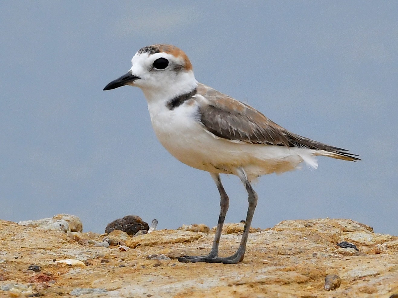White-faced Plover - Ting-Wei (廷維) HUNG (洪)