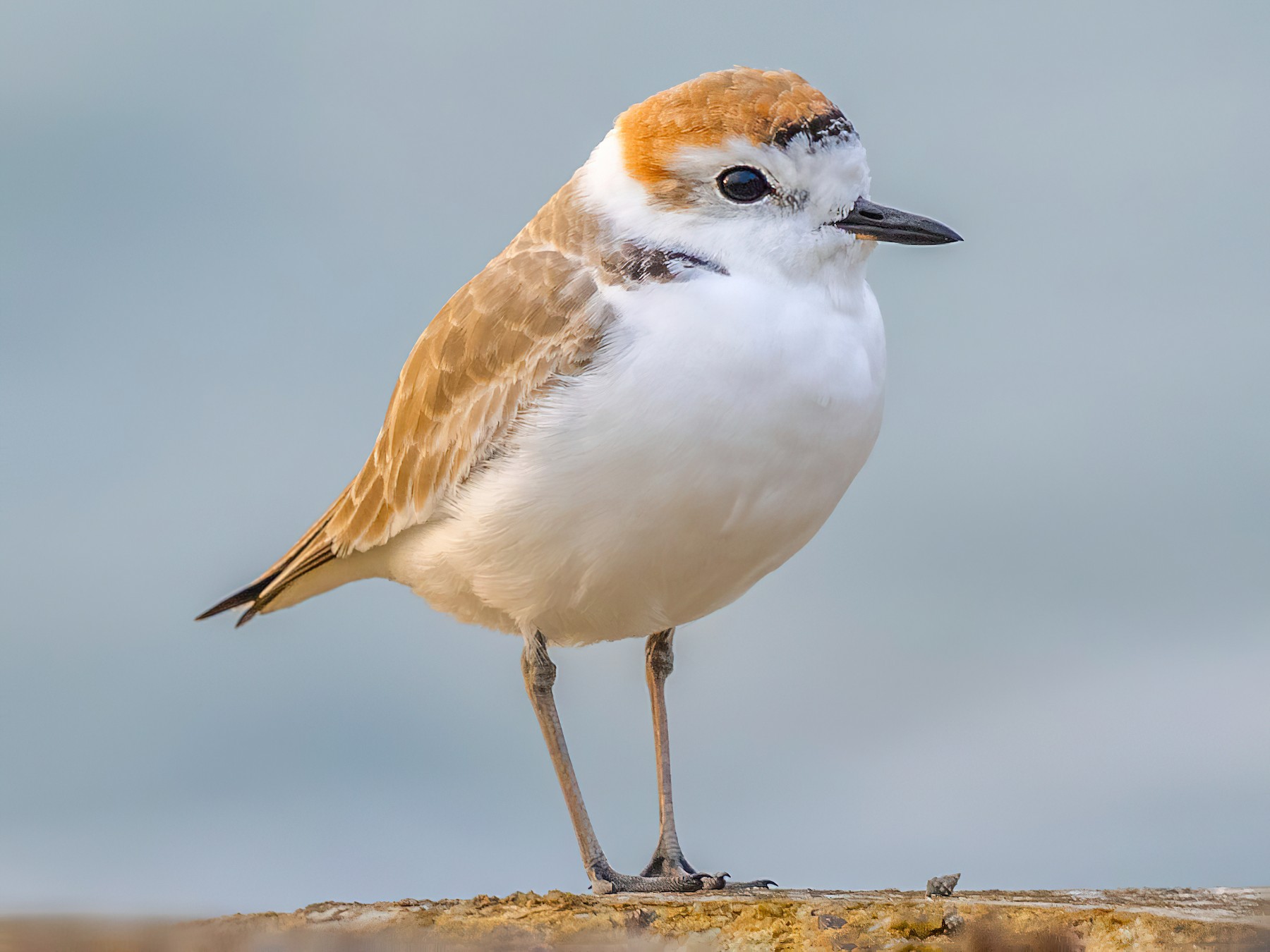 White-faced Plover - Saravanan Krishnamurthy