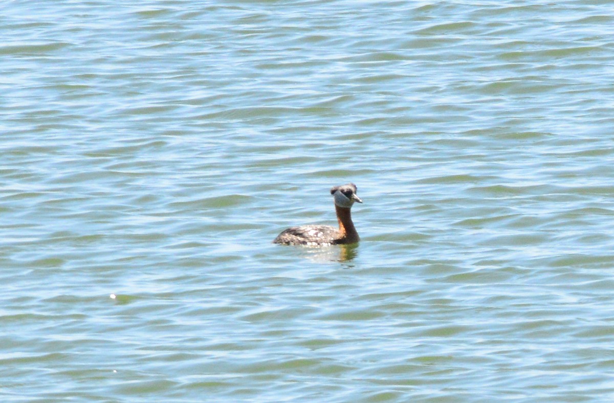 Red-necked Grebe - ML351124231