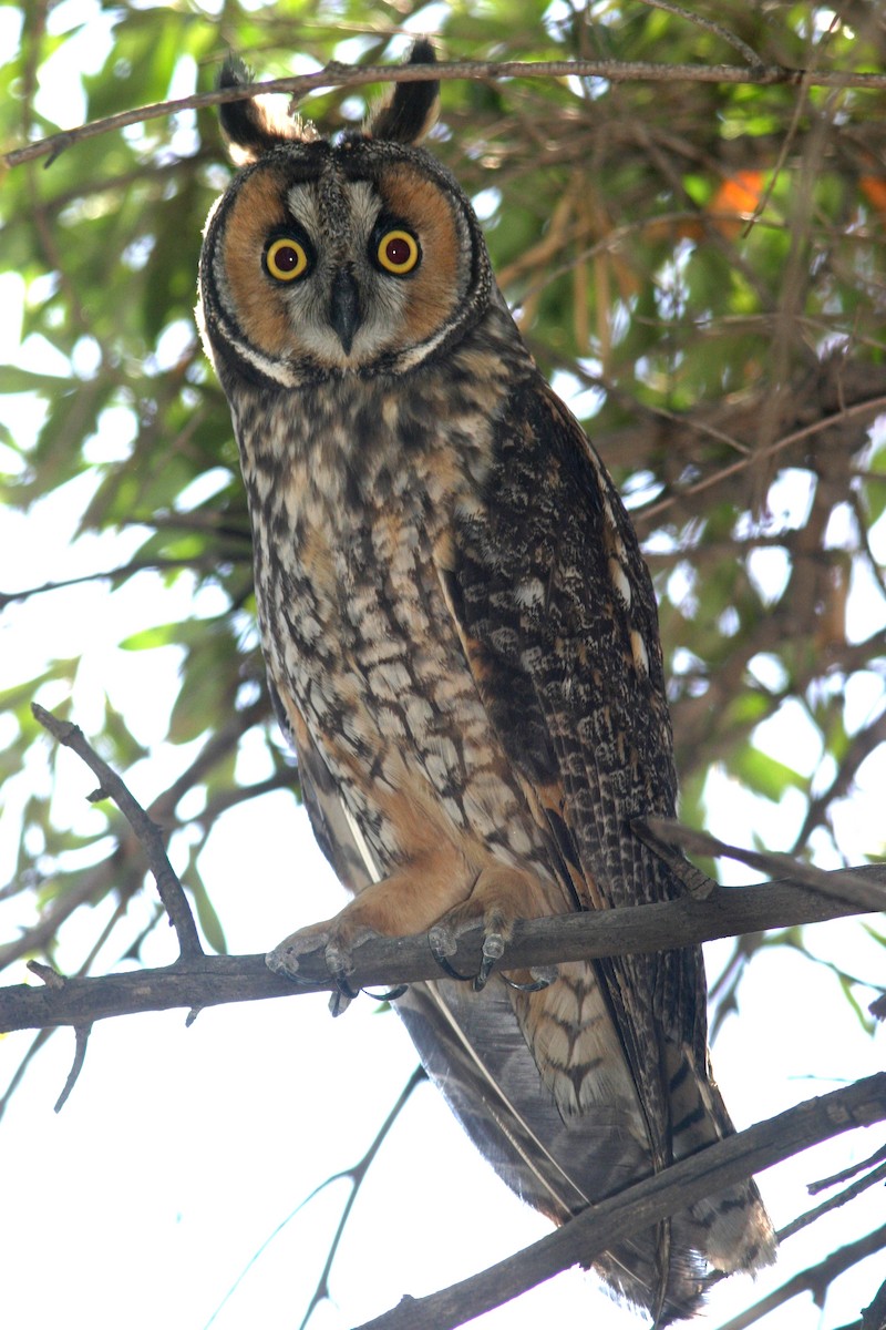 Long-eared Owl (American) - Chet McGaugh