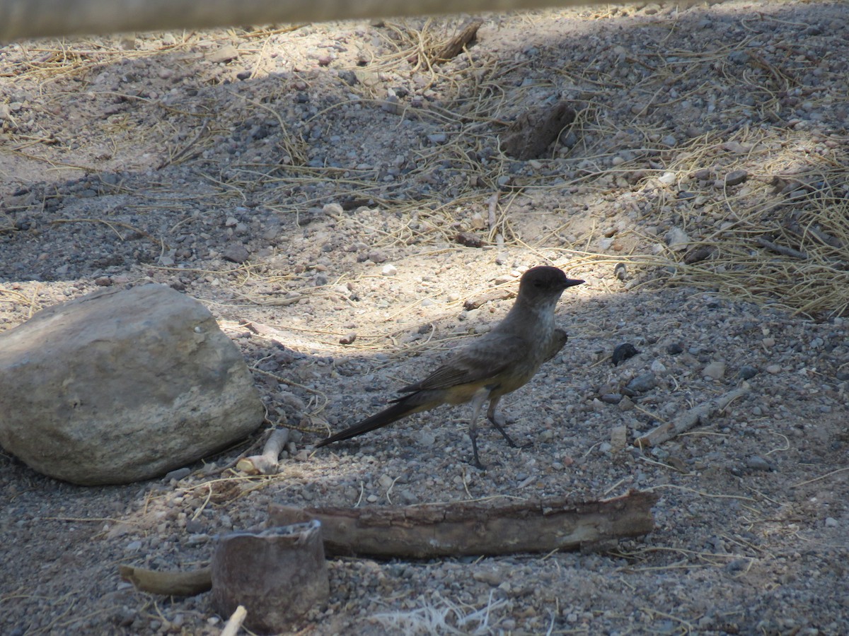 eBird Checklist - 13 Jun 2021 - Havasu NWR--Catfish Paradise - 13 species