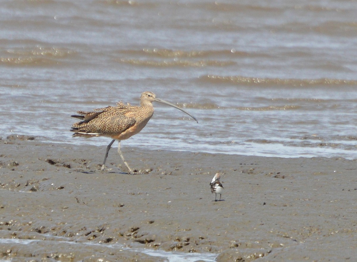 Long-billed Curlew - ML35112711