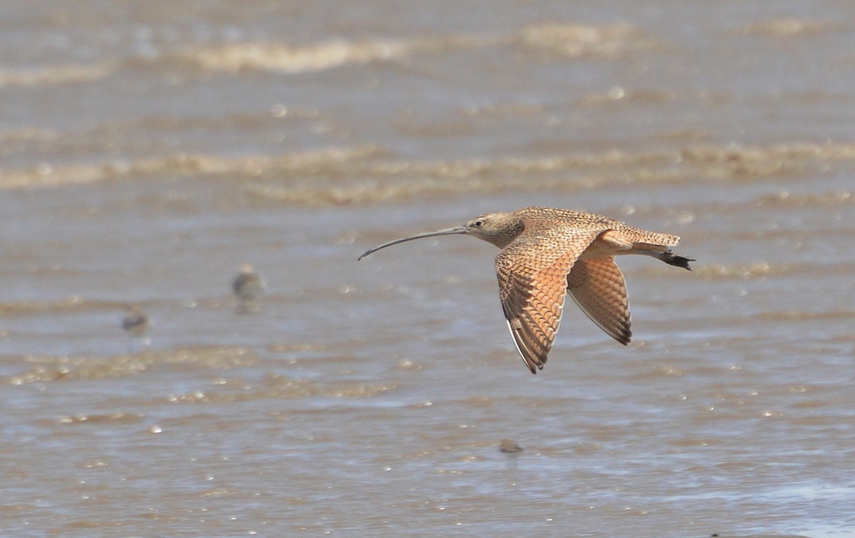 Long-billed Curlew - ML35112721
