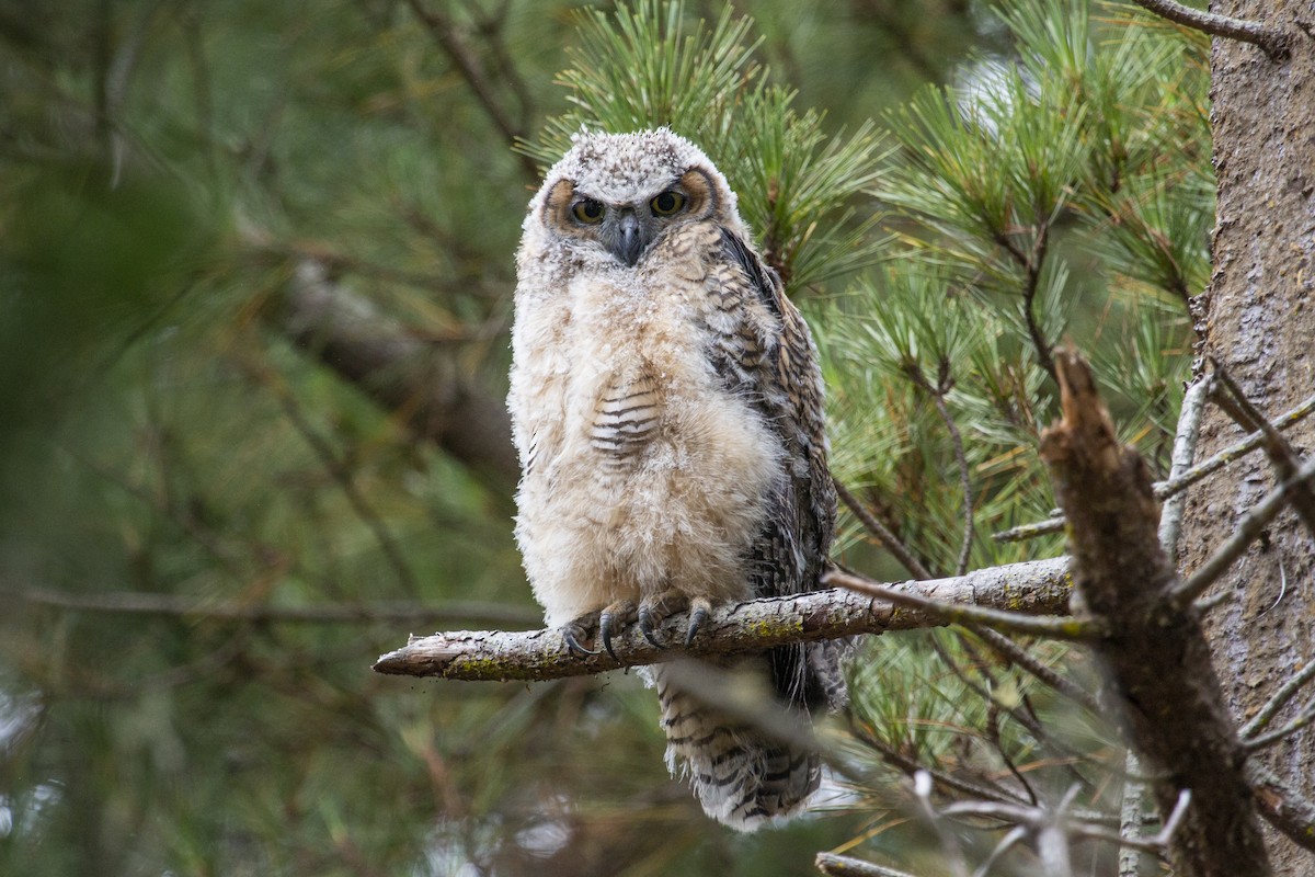 Great Horned Owl - Katie Sanborn