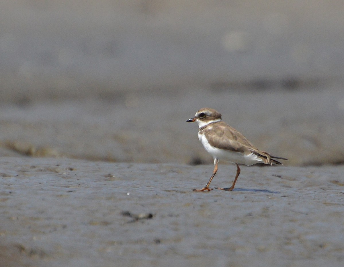 Semipalmated Plover - ML35112981