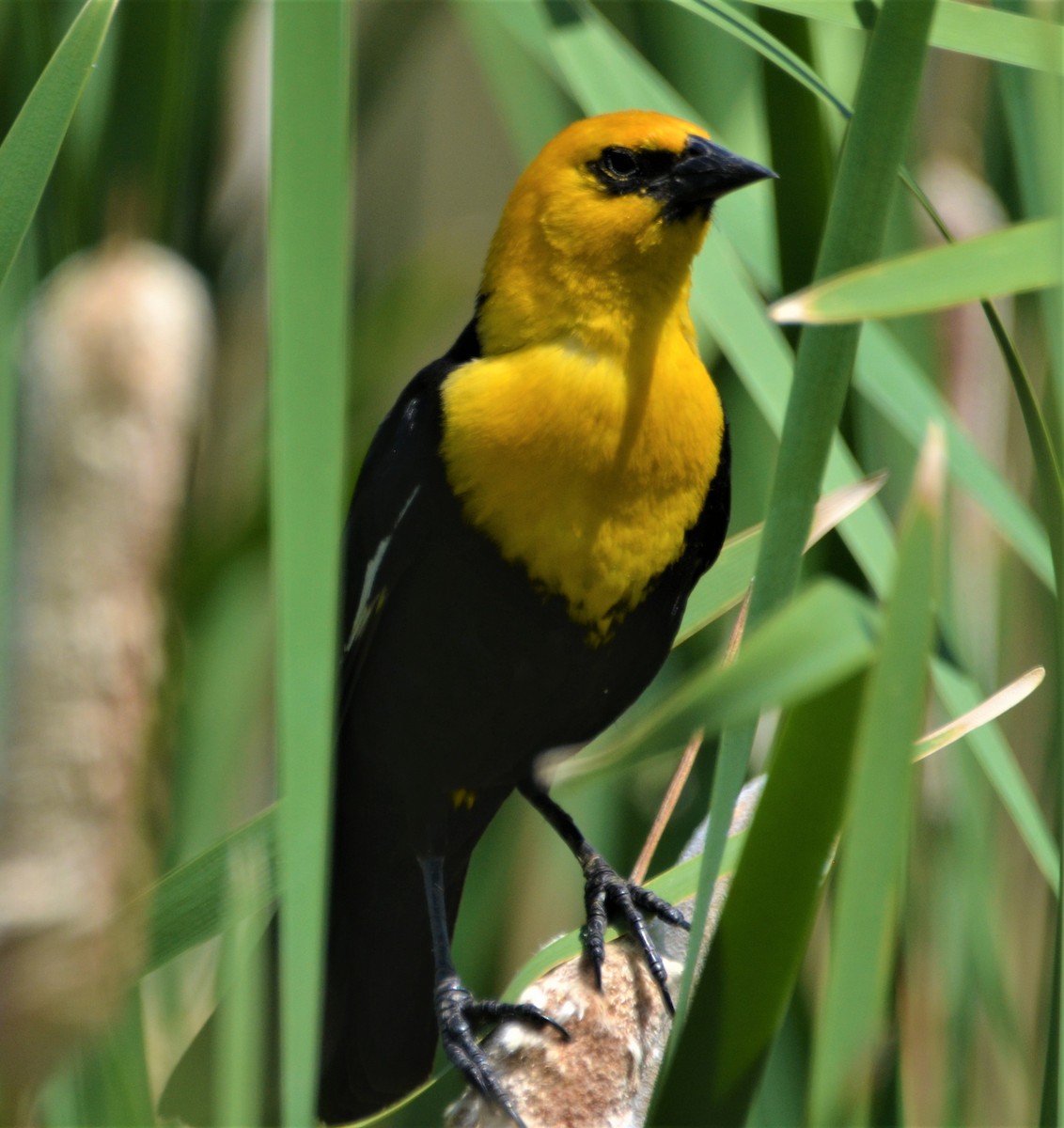 Yellow-headed Blackbird - ML351130021
