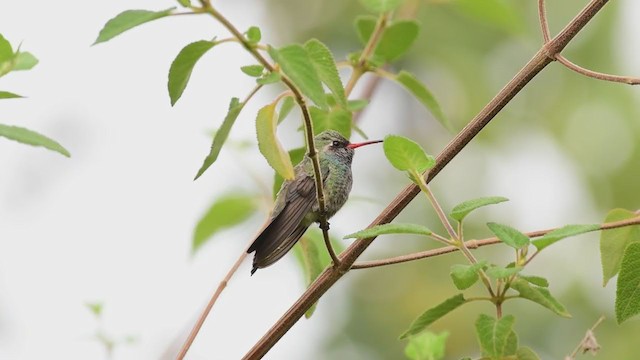 kolibřík širokozobý - ML351131461