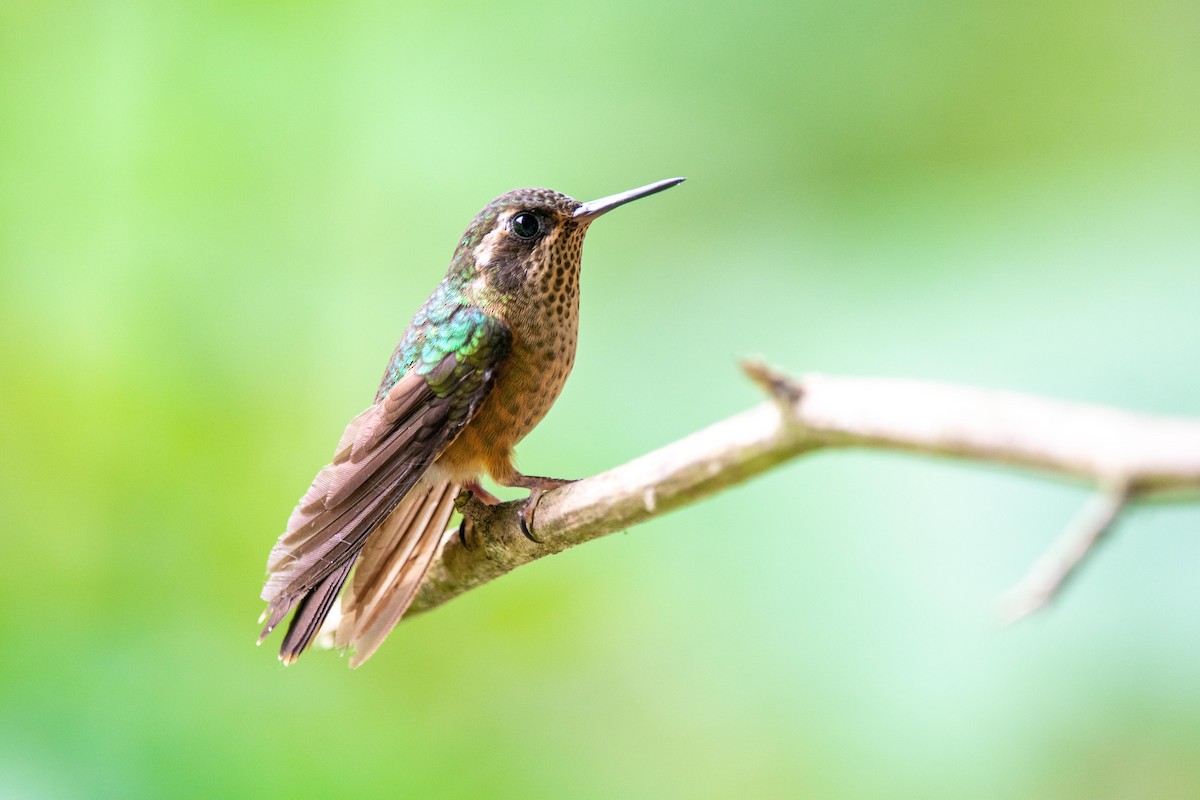Speckled Hummingbird (melanogenys Group) - ML351133611